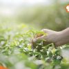4 cách trị hăm tã bằng trà xanh "DỨT ĐIỂM"