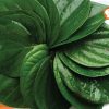 Lá trầu không có công dụng trị hăm rất tốt