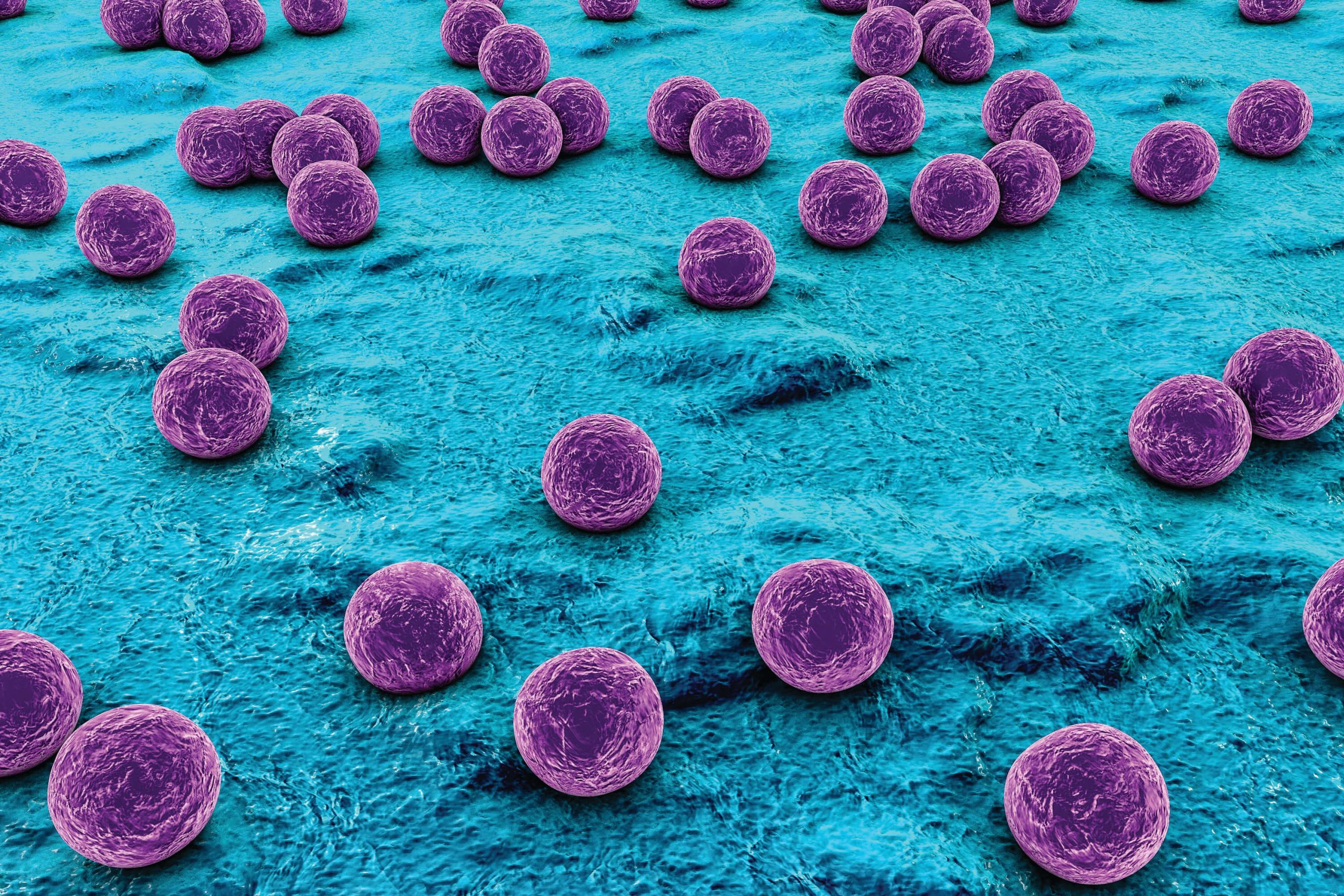 vi khuẩn staphylococcus